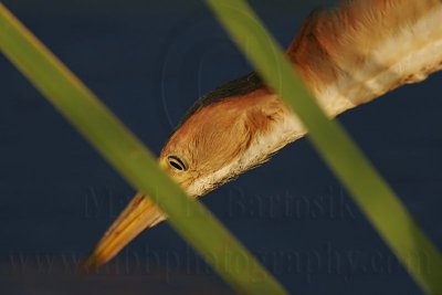 _MG_6291_Least_Bittern.jpg