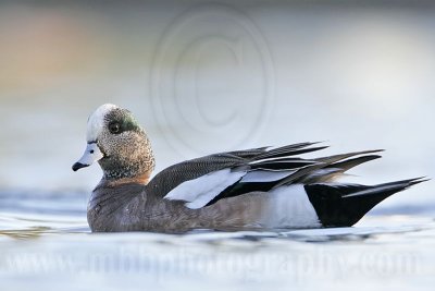 _MG_7350 American Wigeon.jpg