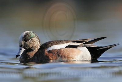 _MG_7353 American Wigeon.jpg