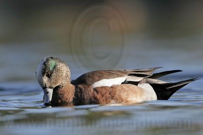 _MG_7354 American Wigeon.jpg