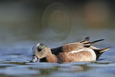 _MG_7356 American Wigeon.jpg