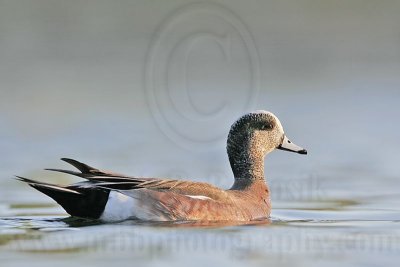_MG_8653 American Wigeon.jpg
