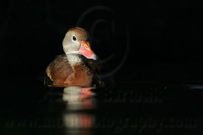 _MG_5709 Black-bellied Whistling-Duck.jpg