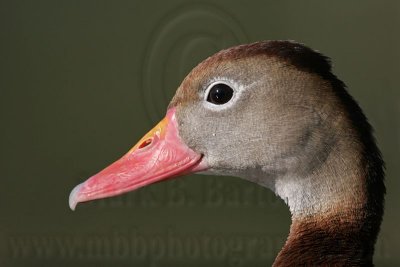 _MG_6300 Black-bellied Whistling-Duck.jpg
