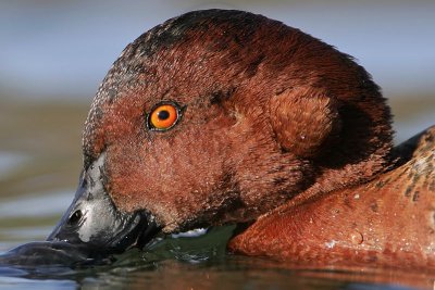 _MG_7022 Cinnamon Teal.jpg