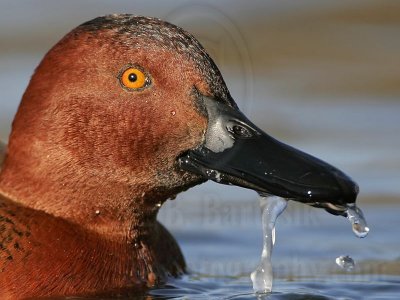 _MG_7029 Cinnamon Teal.jpg