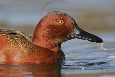 _MG_7030 Cinnamon Teal.jpg