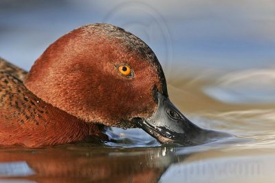_MG_7114 Cinnamon Teal.jpg