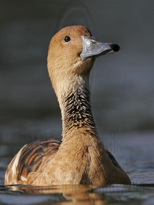 _MG_6231 Fulvous Whistling Duck.jpg