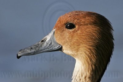 _MG_6238 Fulvous Whistling Duck.jpg