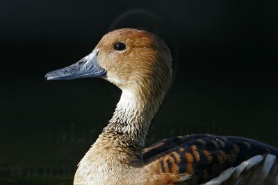 _MG_6366 Fulvous Whistling Duck.jpg