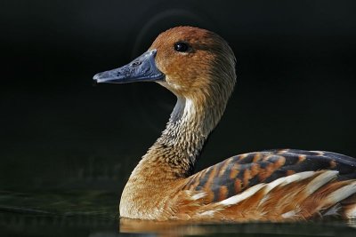 _MG_6372 Fulvous Whistling Duck.jpg