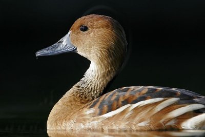 _MG_6376 Fulvous Whistling Duck.jpg