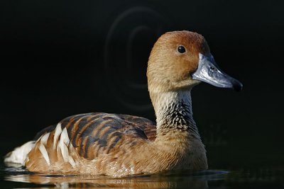 _MG_6397 Fulvous Whistling Duck.jpg