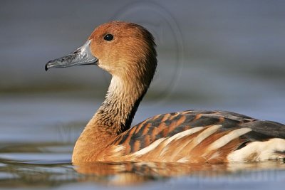 _MG_6410 Fulvous Whistling Duck.jpg