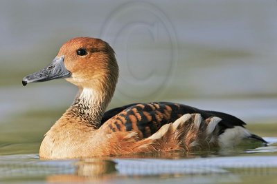_MG_6436 Fulvous Whistling Duck.jpg