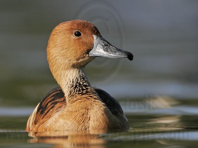 _MG_6444 Fulvous Whistling Duck.jpg