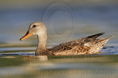 _MG_7991 Gadwall.jpg