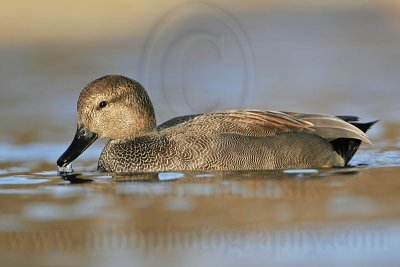 _MG_8219 Gadwall.jpg