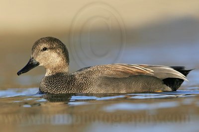 _MG_8220 Gadwall.jpg