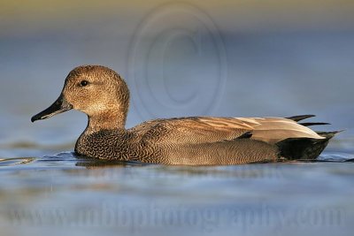 _MG_8370 Gadwall.jpg