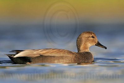 _MG_8424 Gadwall.jpg