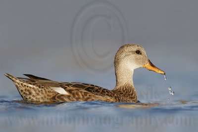 _MG_8452 Gadwall.jpg