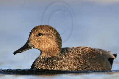 _MG_8499 Gadwall.jpg