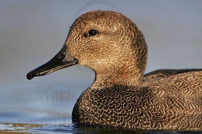 _MG_8510 Gadwall.jpg