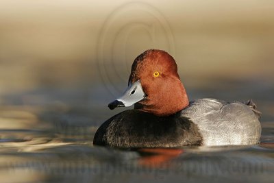 _MG_8703 Redhead.jpg
