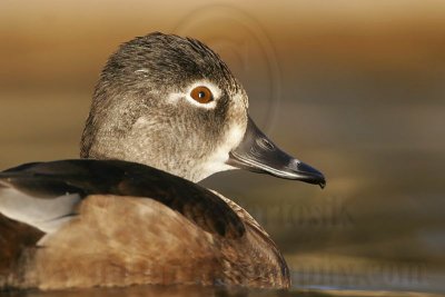 _MG_8682 Ring-necked Duck.jpg