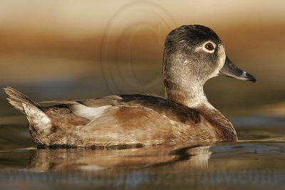 _MG_8688 Ring-necked Duck.jpg