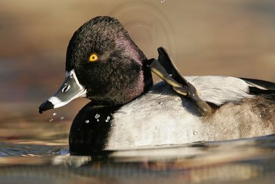 _MG_8733 Ring-necked Duck.jpg