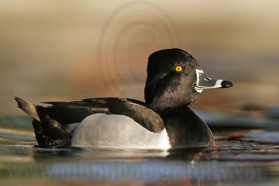 _MG_8765 Ring-necked Duck.jpg