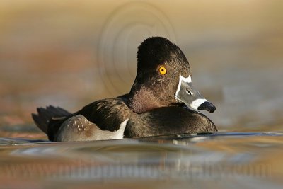 _MG_8799 Ring-necked Duck.jpg