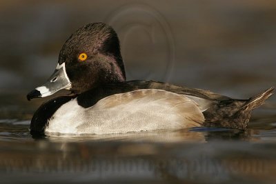 _MG_8810 Ring-necked Duck.jpg