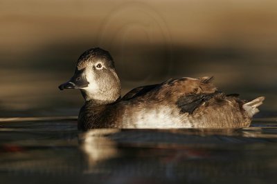 _MG_8877 Ring-necked Duck.jpg