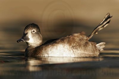 _MG_8878 Ring-necked Duck.jpg