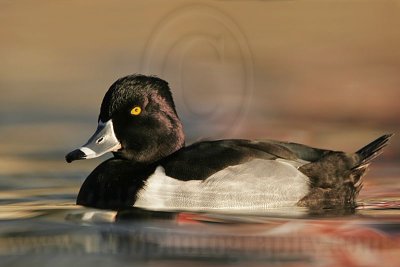 _MG_8908 Ring-necked Duck.jpg