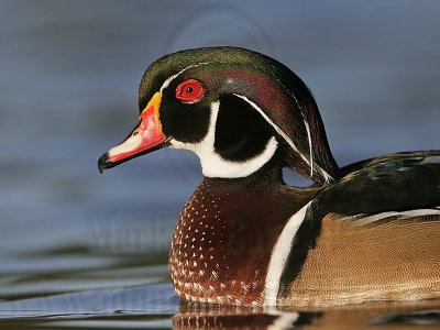 _MG_5360 Wood Duck.jpg