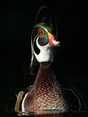 _MG_5390 Wood Duck.jpg