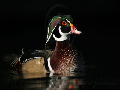_MG_5414 Wood Duck.jpg