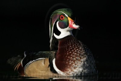 _MG_5418 Wood Duck.jpg