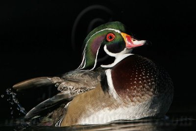 _MG_5425 Wood Duck.jpg