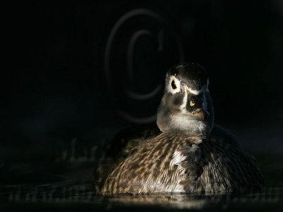 _MG_5434 Wood Duck.jpg