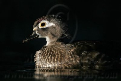_MG_5436 Wood Duck.jpg