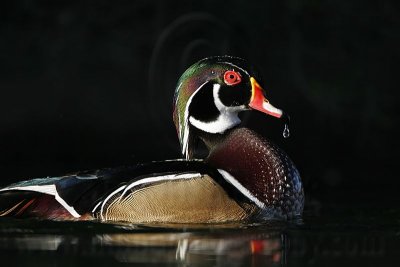_MG_5444 Wood Duck.jpg