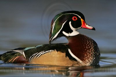 _MG_5458 Wood Duck.jpg