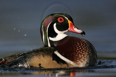 _MG_5465 Wood Duck.jpg