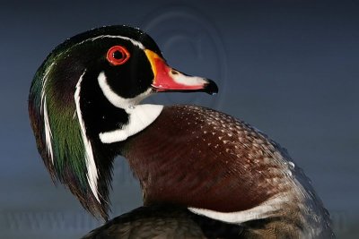 _MG_5468 Wood Duck.jpg